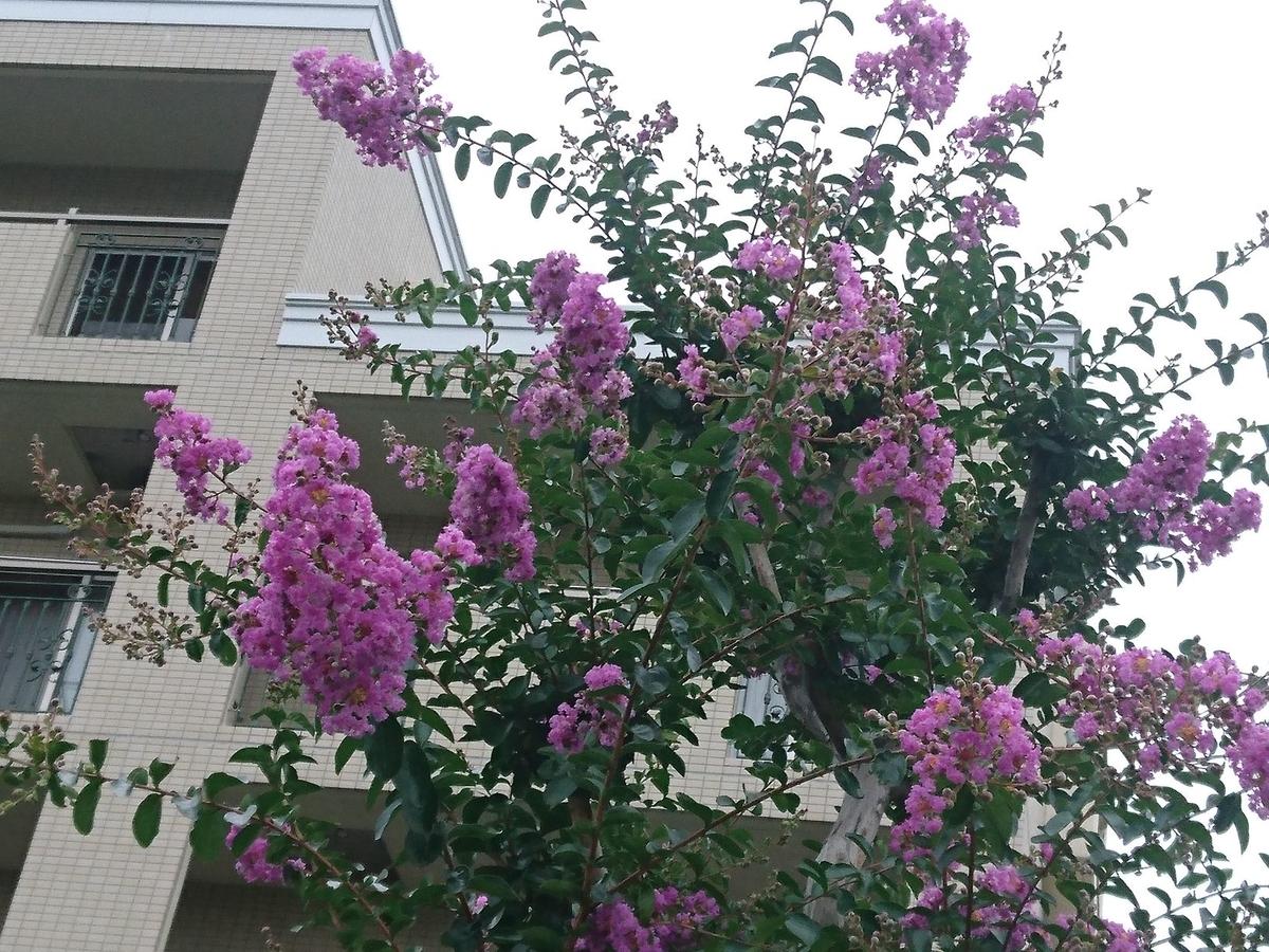 f:id:miyuki1967:20190709093157j:plain:w450