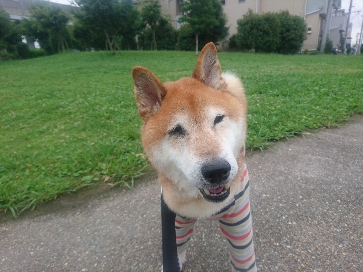 f:id:miyuki1967:20190709093310j:plain:w450