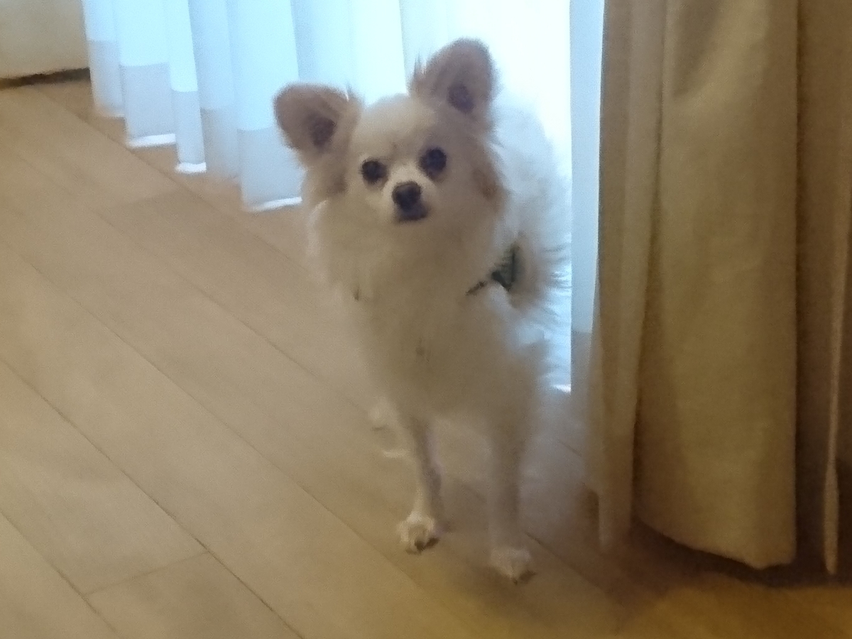 f:id:miyuki1967:20190717115743j:plain:w450