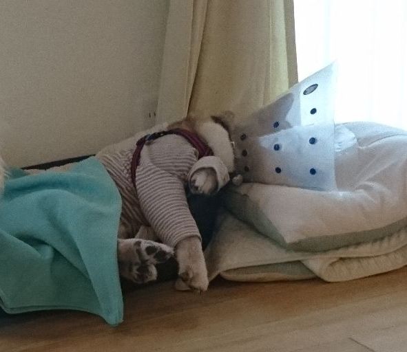 f:id:miyuki1967:20190723110036j:plain:w450