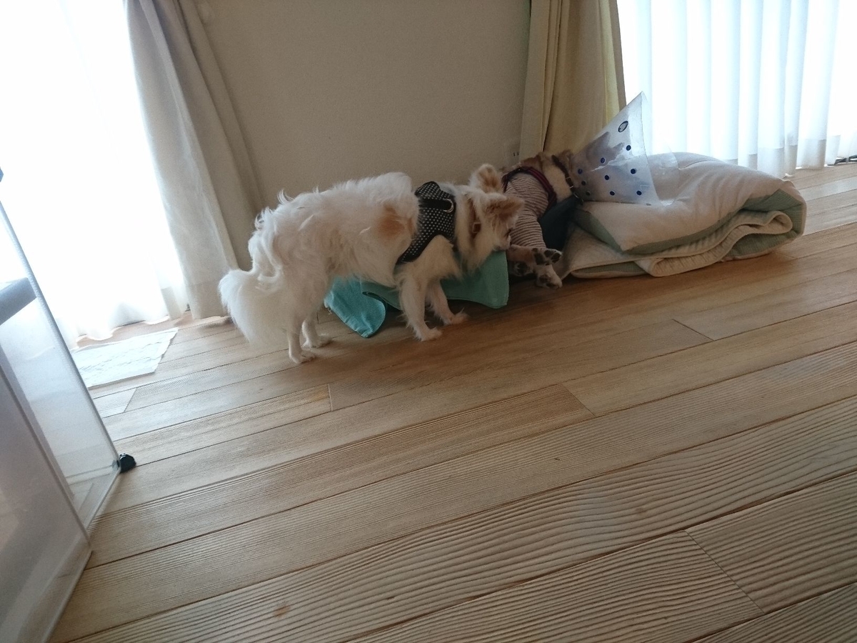 f:id:miyuki1967:20190723110523j:plain:w450