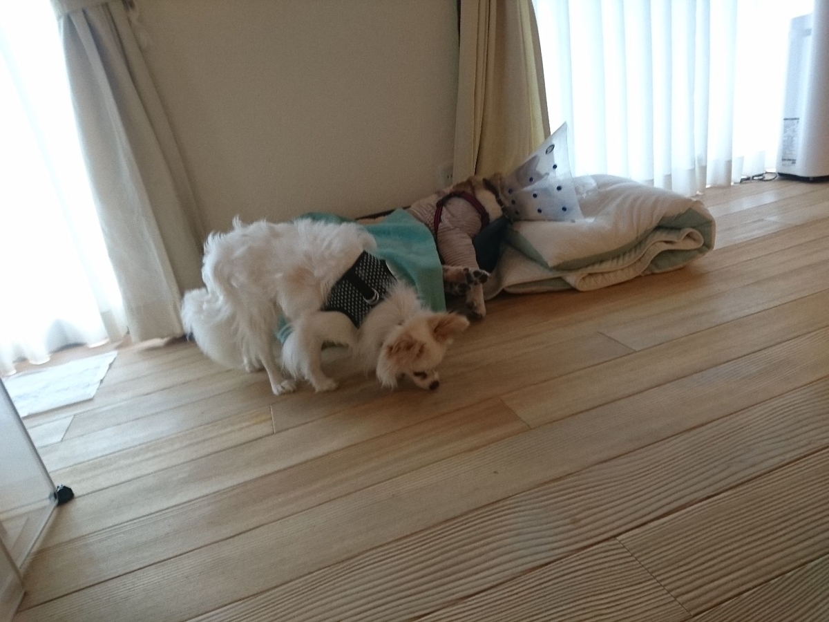 f:id:miyuki1967:20190723110715j:plain:w450