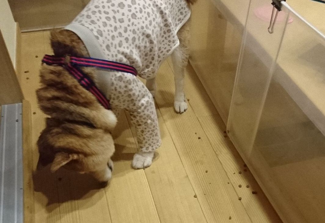 f:id:miyuki1967:20190723113635j:plain:w450