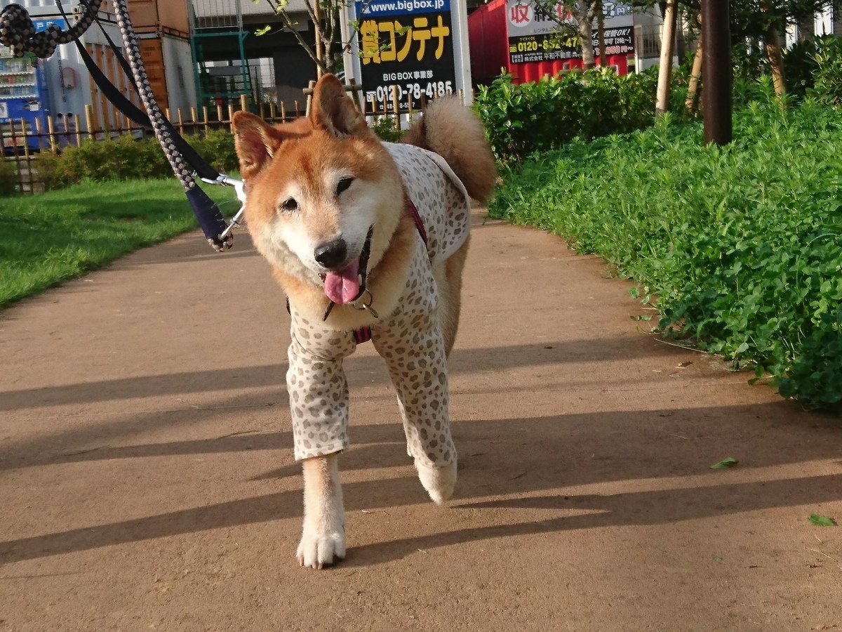 f:id:miyuki1967:20190724110646j:plain:w450