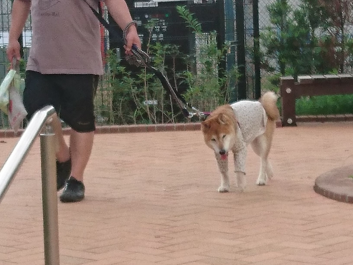 f:id:miyuki1967:20190724110746j:plain:w450