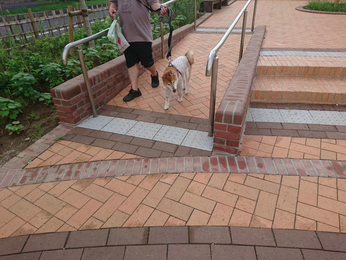 f:id:miyuki1967:20190724110816j:plain:w450