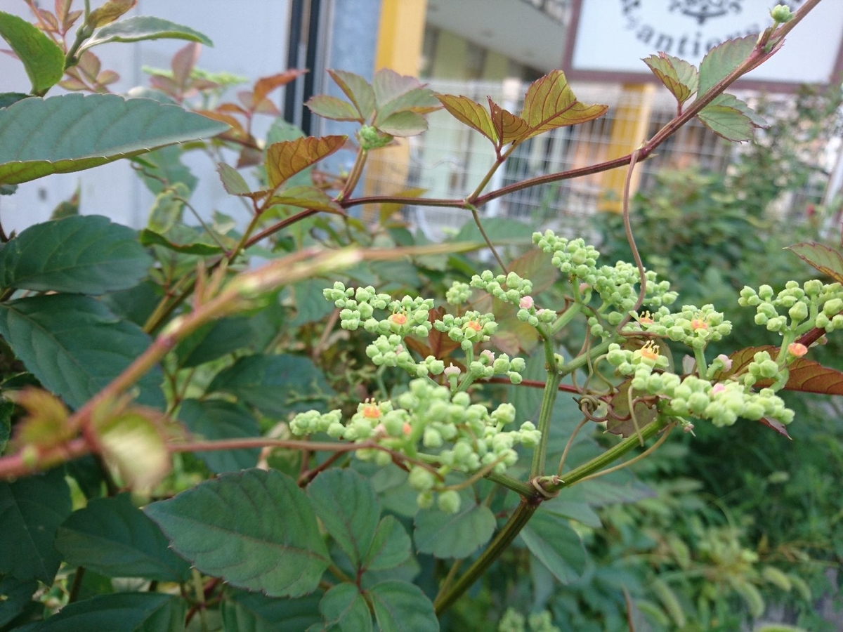 f:id:miyuki1967:20190730102618j:plain:w450