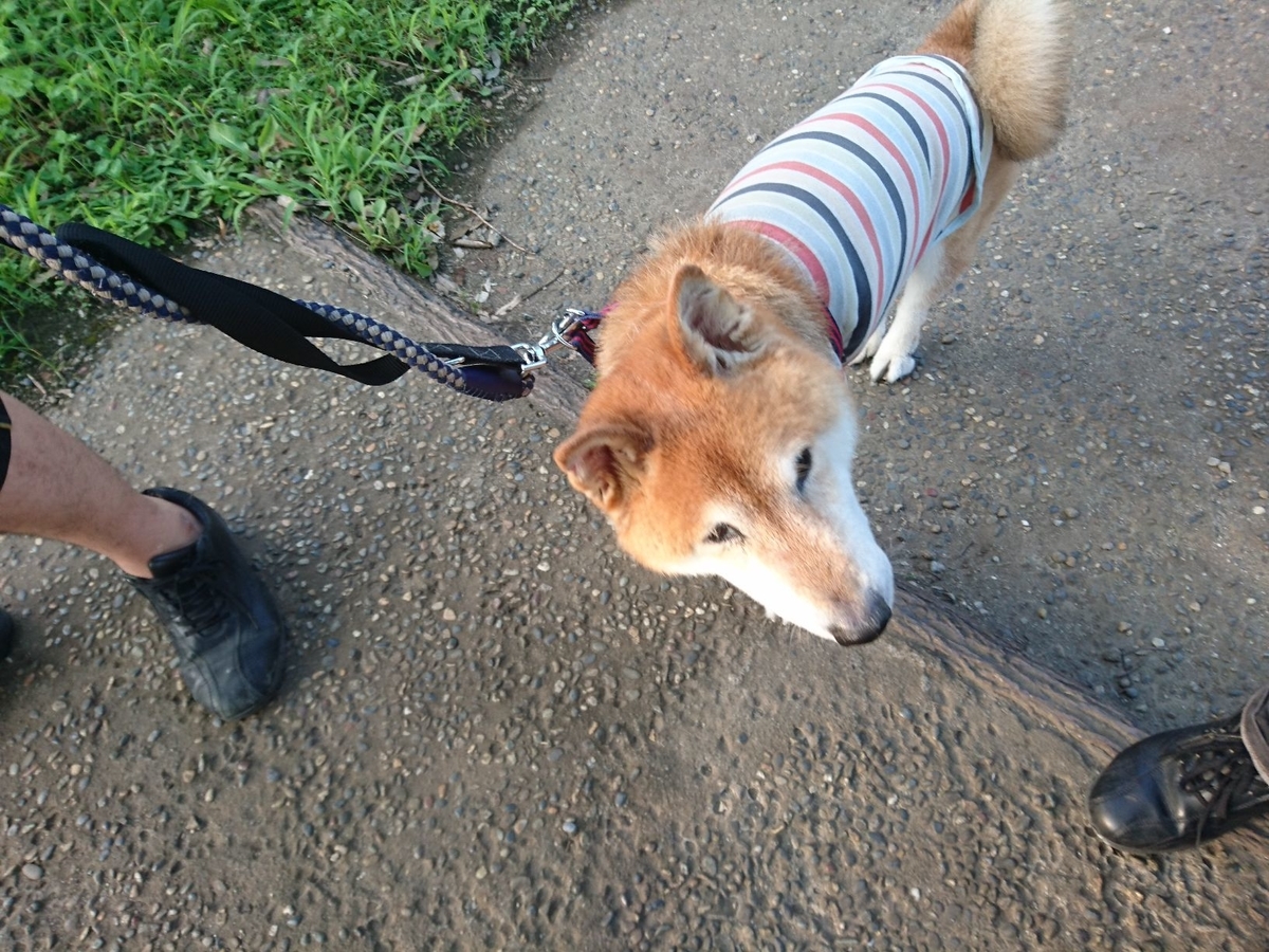 f:id:miyuki1967:20190730102716j:plain:w450