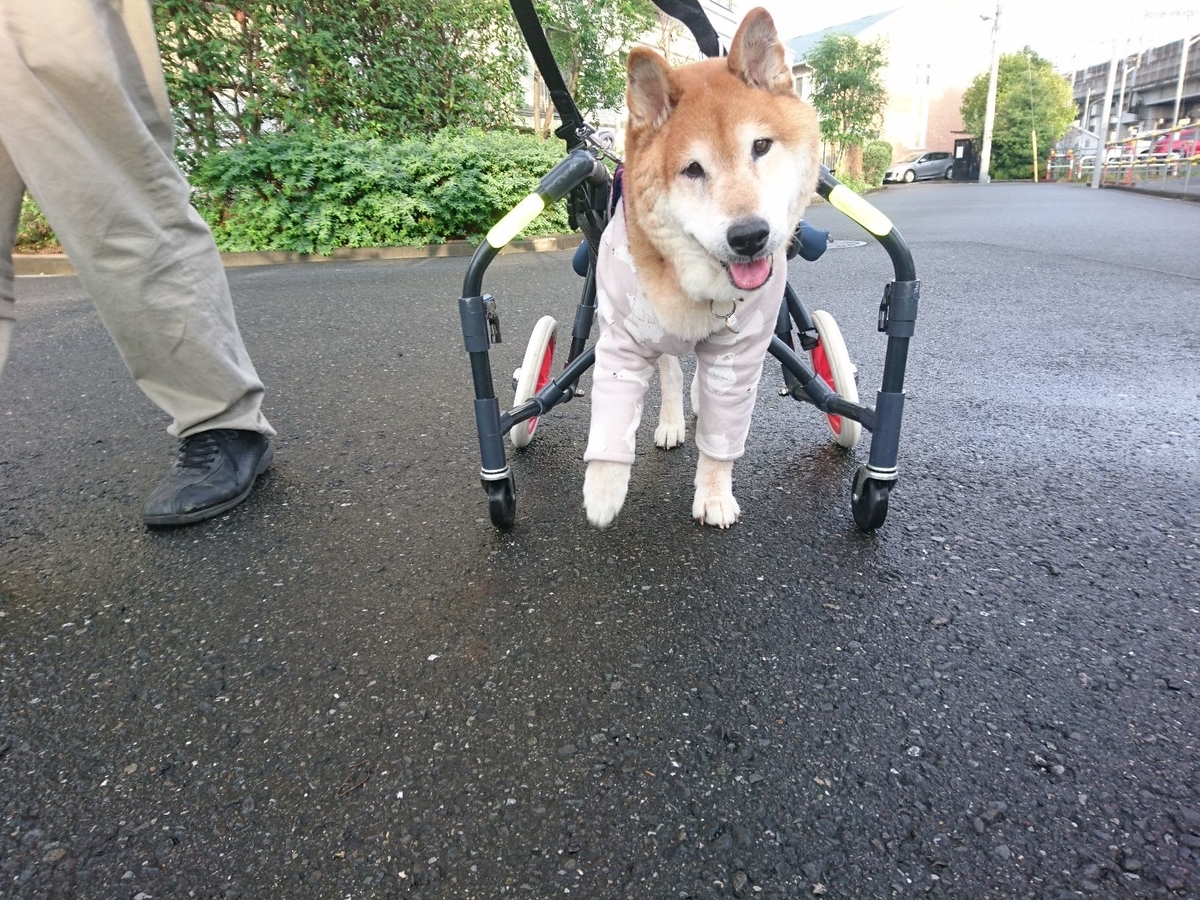 f:id:miyuki1967:20191026112959j:plain:w450