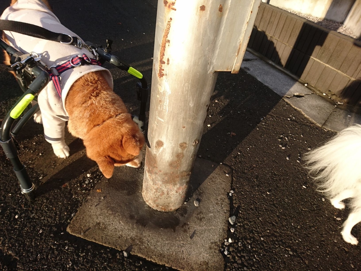 f:id:miyuki1967:20191026113145j:plain:w450