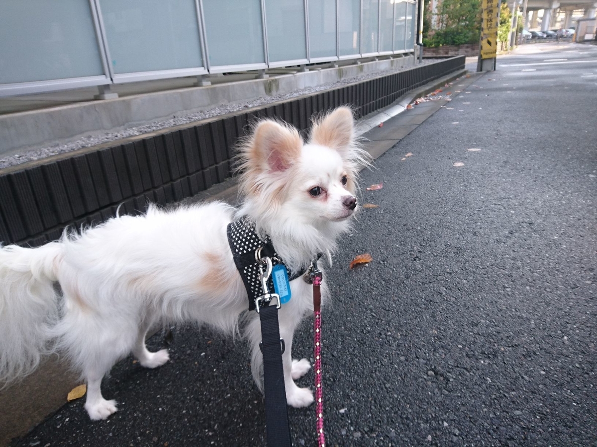 f:id:miyuki1967:20191026113419j:plain:w450
