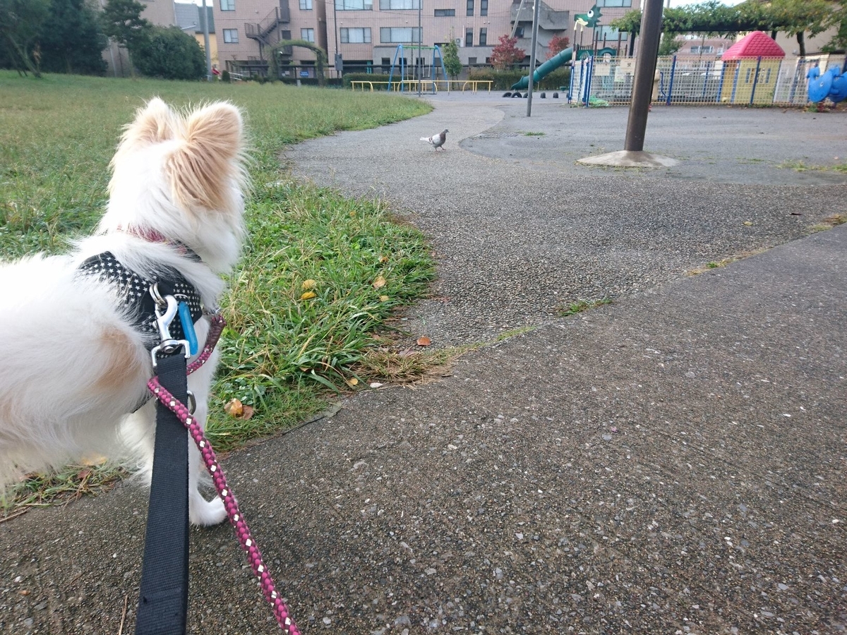 f:id:miyuki1967:20191026113517j:plain:w450