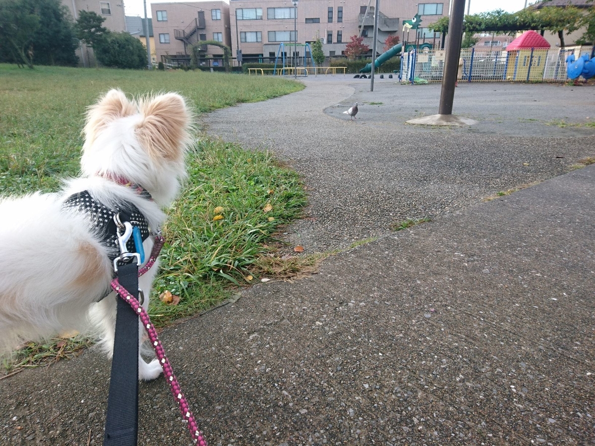 f:id:miyuki1967:20191026113613j:plain:w450
