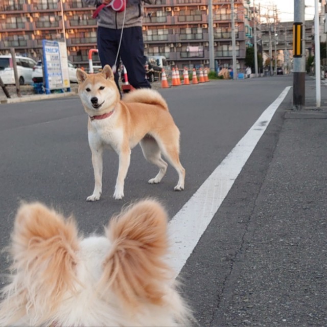 f:id:miyuki1967:20191107110720j:plain:w450