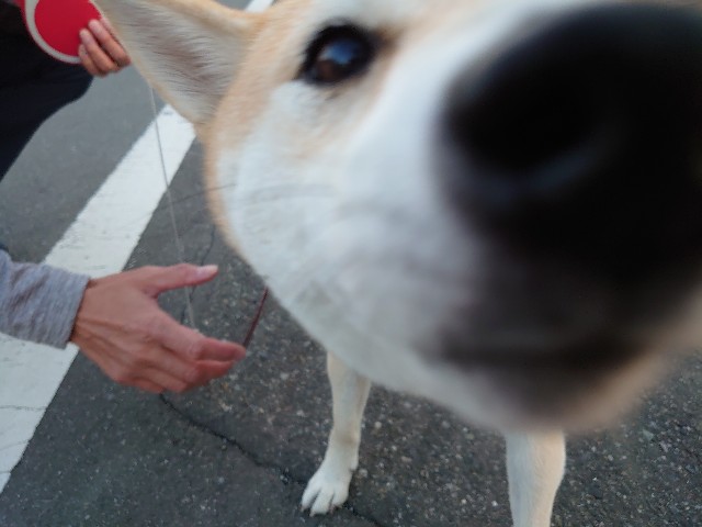 f:id:miyuki1967:20191107110811j:plain:w450