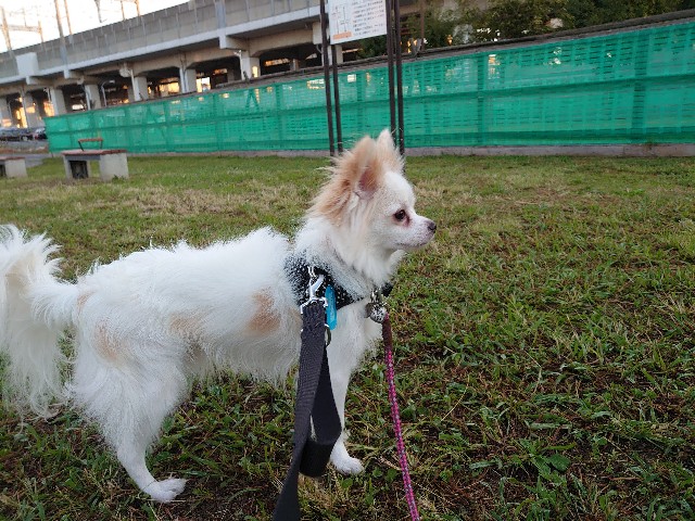 f:id:miyuki1967:20191107111653j:plain:w450