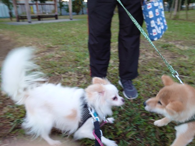 f:id:miyuki1967:20191107111716j:plain:w450