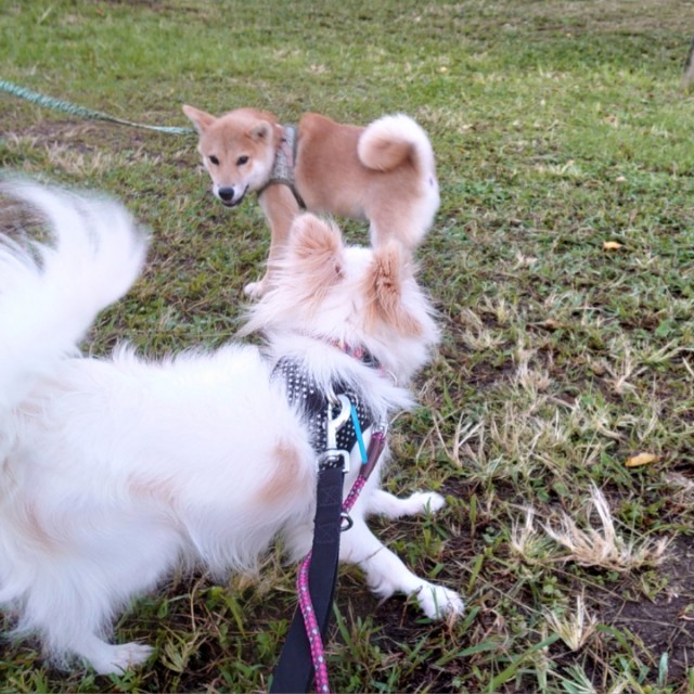 f:id:miyuki1967:20191107111728j:plain:w450