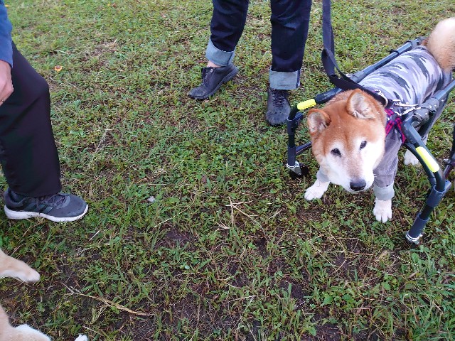 f:id:miyuki1967:20191107111923j:plain:w450