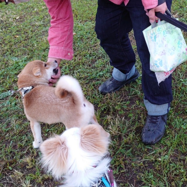 f:id:miyuki1967:20191107111937j:plain:w450