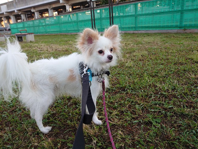 f:id:miyuki1967:20191107111957j:plain:w450