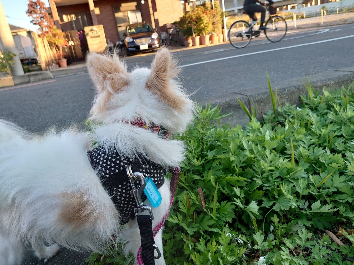 f:id:miyuki1967:20191120113149j:plain:w450