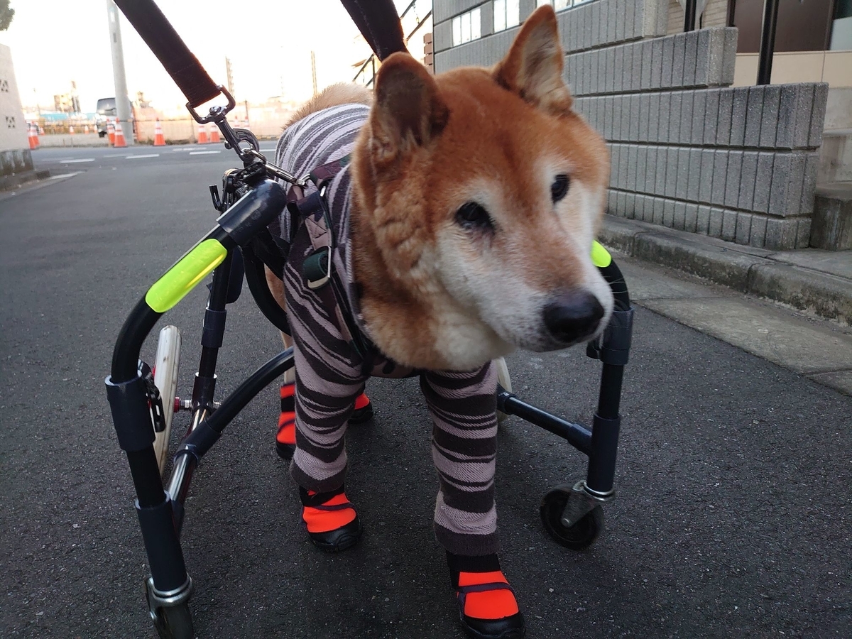 f:id:miyuki1967:20191129100107j:plain:w450