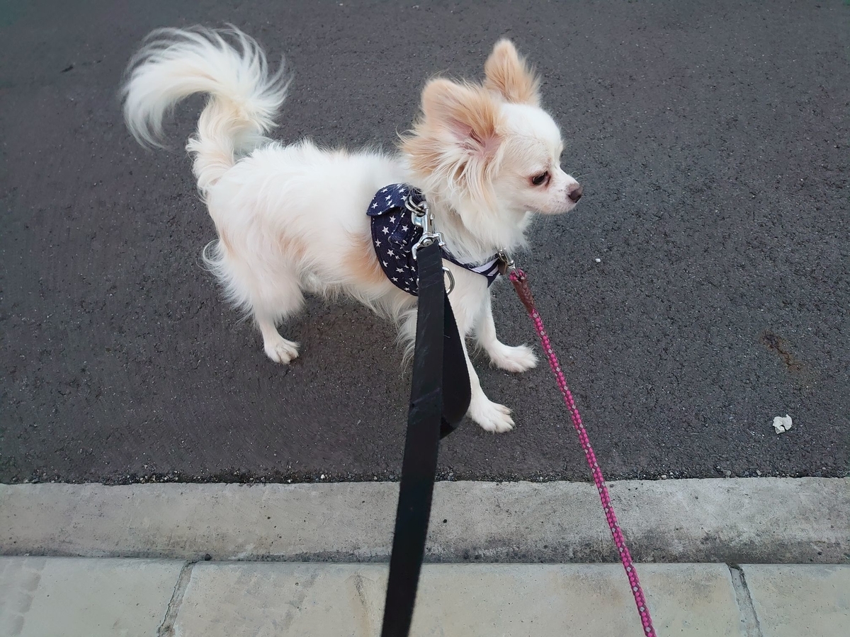 f:id:miyuki1967:20191129100501j:plain:w450