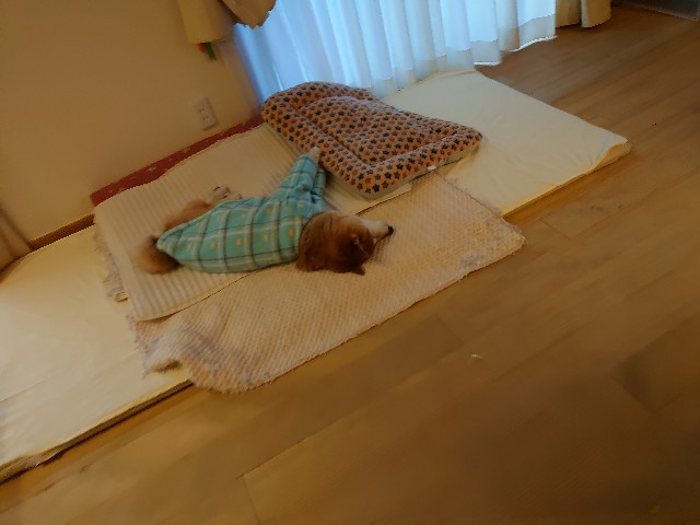 f:id:miyuki1967:20200206101906j:plain:w450