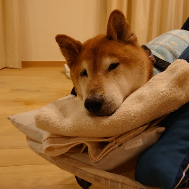 f:id:miyuki1967:20200221102412j:plain:w450