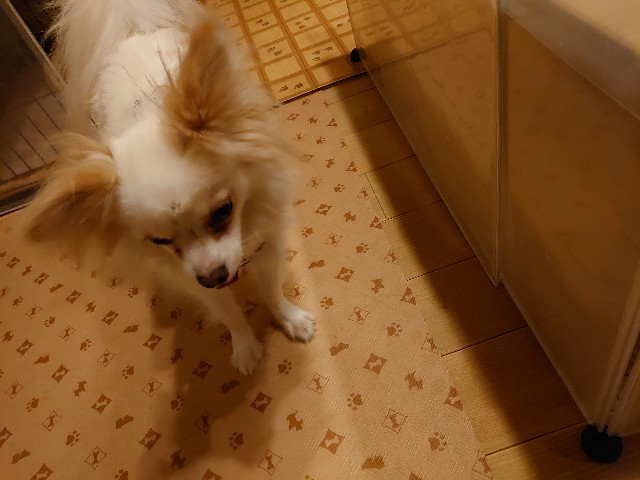 f:id:miyuki1967:20200228112422j:plain:w450