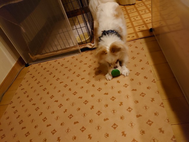 f:id:miyuki1967:20200228112507j:plain:w450