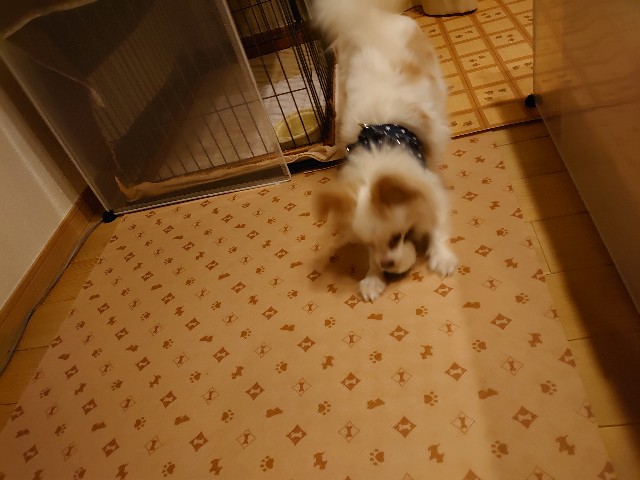 f:id:miyuki1967:20200228112543j:plain:w450