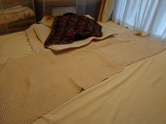 f:id:miyuki1967:20200304112903j:plain:w450