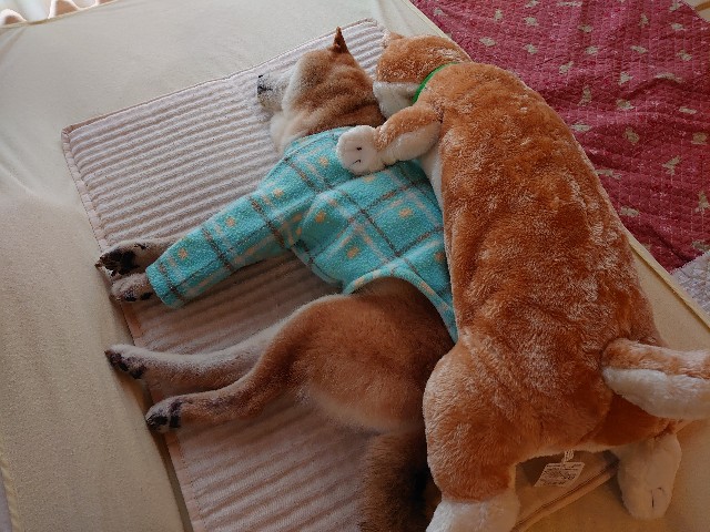 f:id:miyuki1967:20200307092726j:plain:w450