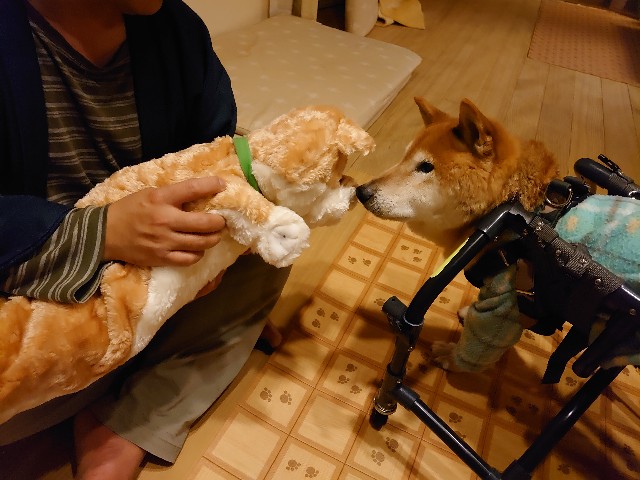 f:id:miyuki1967:20200307093042j:plain:w450