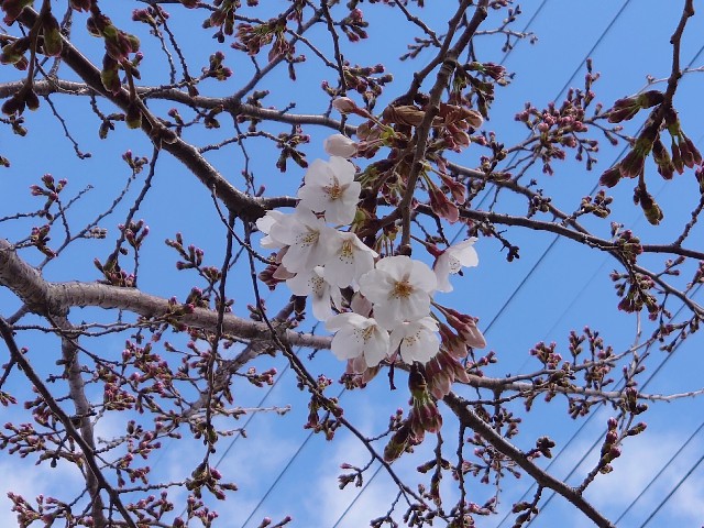 f:id:miyuki1967:20200316102929j:plain:w450