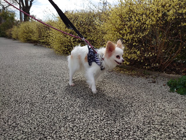 f:id:miyuki1967:20200316103023j:plain:w450
