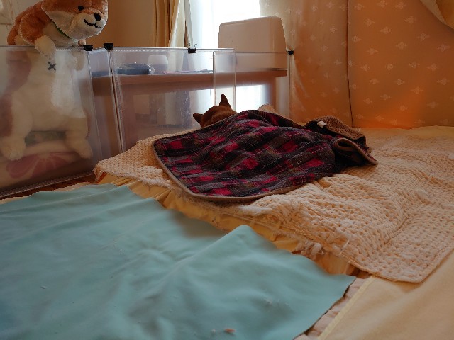 f:id:miyuki1967:20200317102324j:plain:w450