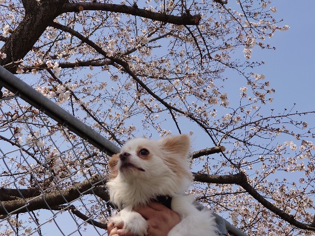 f:id:miyuki1967:20200324111145j:plain:w450