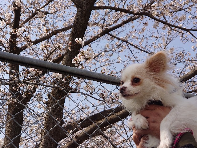 f:id:miyuki1967:20200324111225j:plain:w450