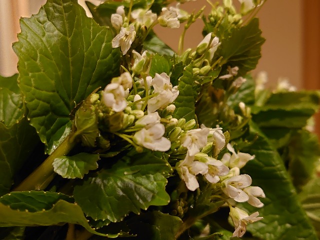 f:id:miyuki1967:20200326114425j:plain:w450 f:id:miyuki1967:20200326114425j:plain:w450