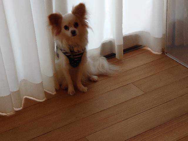 f:id:miyuki1967:20200329123142j:plain