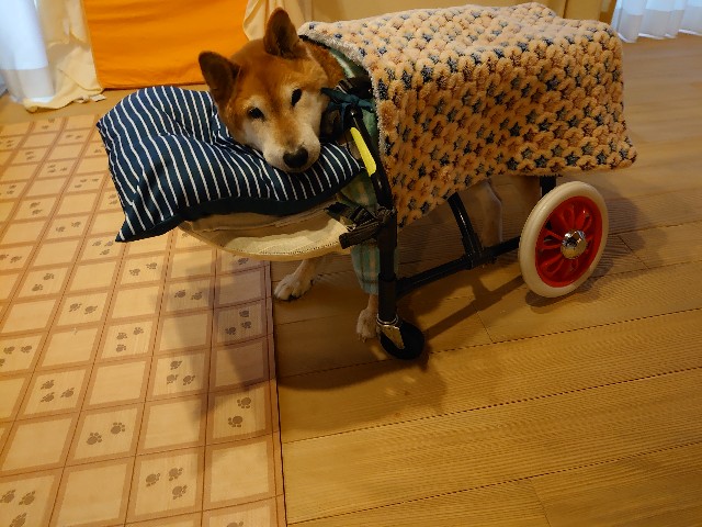 f:id:miyuki1967:20200329124254j:plain