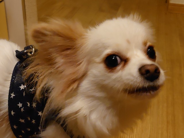 f:id:miyuki1967:20200331112219j:plain:w450