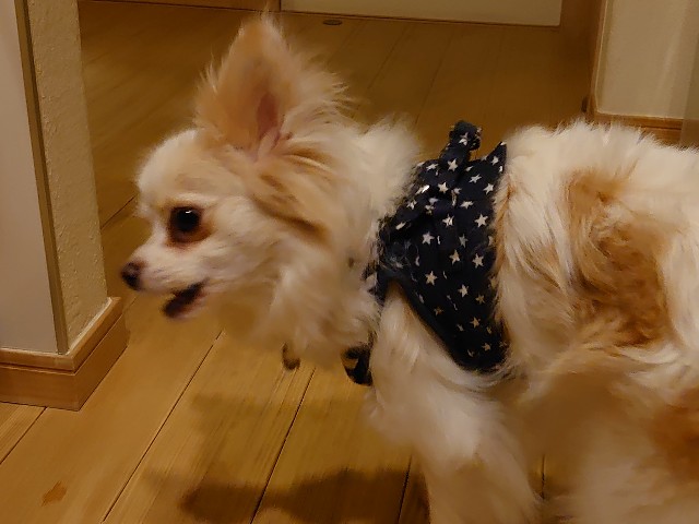 f:id:miyuki1967:20200331113257j:plain:w450