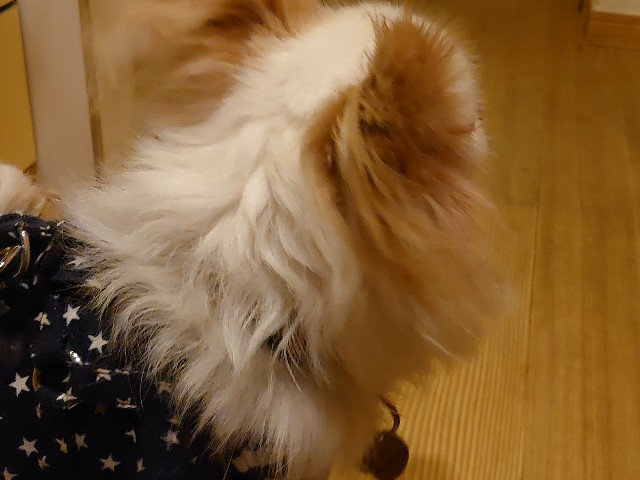 f:id:miyuki1967:20200331113324j:plain:w450