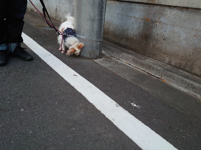 f:id:miyuki1967:20200409115001j:plain:w450