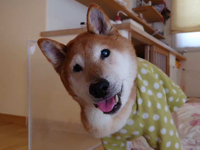 f:id:miyuki1967:20200418111053j:plain:w450