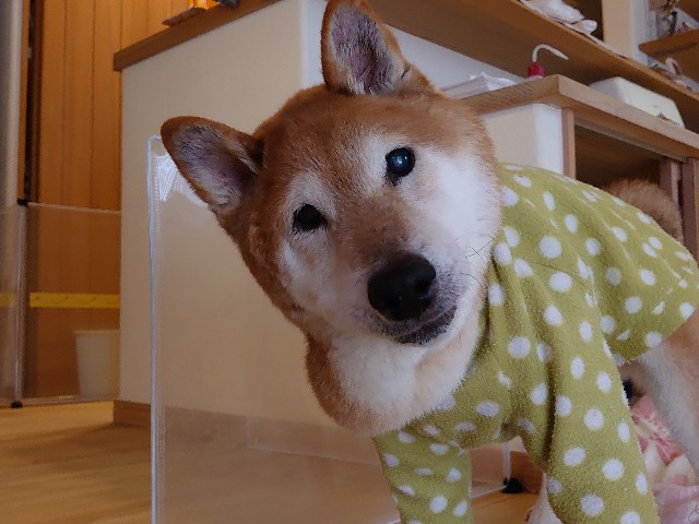 f:id:miyuki1967:20200418111413j:plain:w450